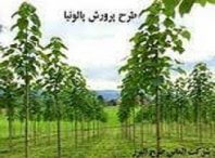 طرح توجیهی کاشت درخت پالونیا کاملترین پکیج 8 طرح توجیهی کاشت درخت پالونیا کاملترین پکیج